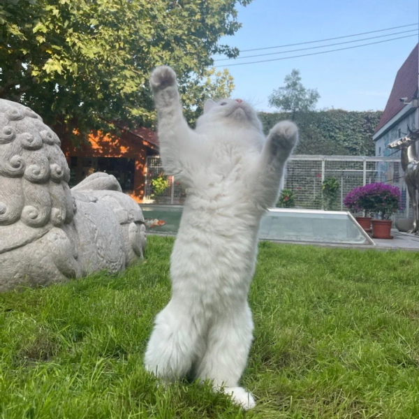 聽說我是一隻狗？