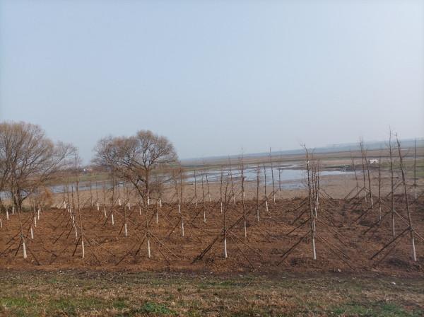 來自北賽湖探釣意外發現——外來物種