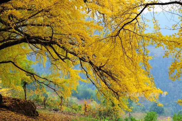 這裡才是銀杏的海洋，2021年廣西銀杏觀賞全攻略