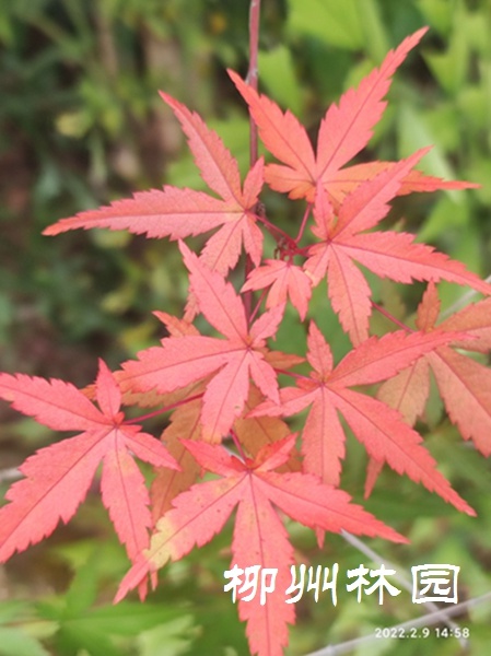 「綠化處」楓葉映霜紅 片片楓葉情