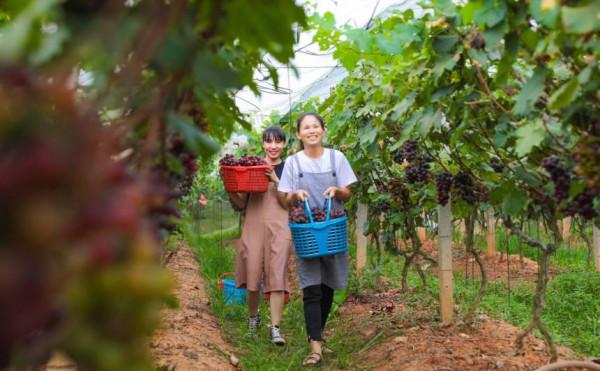 廣西梧州市：葡萄掛果 助農增收