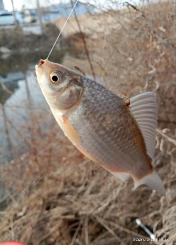 與大家分享冬釣鯽魚的個人心得，或許可以幫到你哦