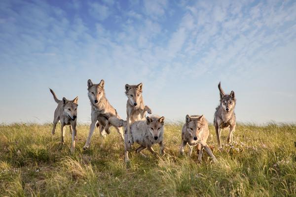 西藏最感恩狼群，見軍人便趴地致敬，只因母狼產崽，戰士輪番餵食