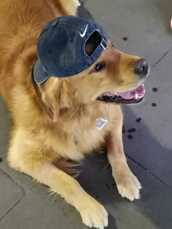 組圖：路邊的小動物（1）