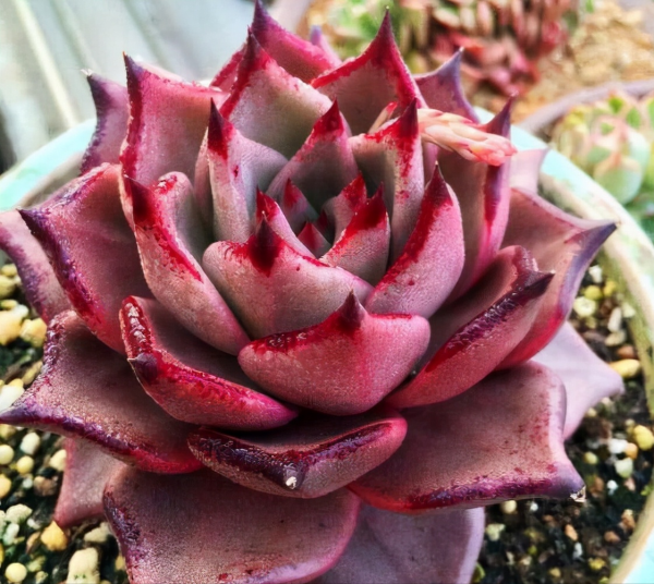 不管你是萌新還是大神，這“三多肉”都值得入手，半年就養成老樁