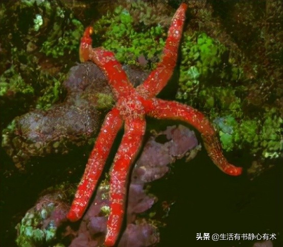 漲知識，八種可怕的海洋生物