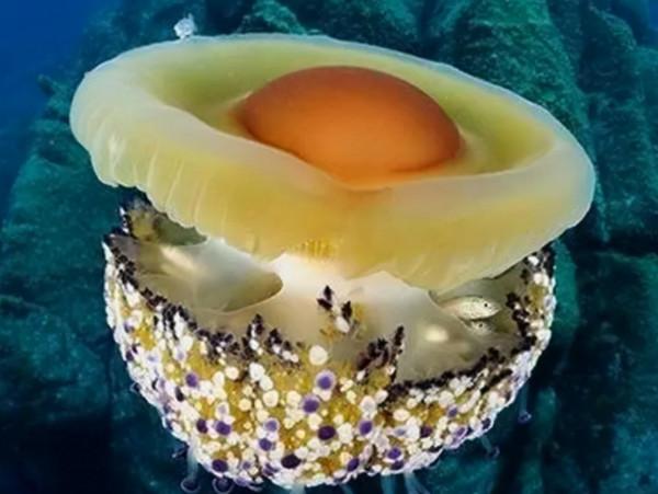 66張圖片帶你看看，那些有著驚豔“顏值”的動物