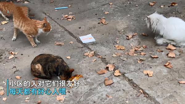 女孩遇見一隻流浪貓，看清長相後被驚豔到了：真是落難&OpenCurlyDoubleQuote;公主&rdquo;呀