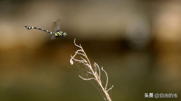 蜻蜓目之小團扇春蜓