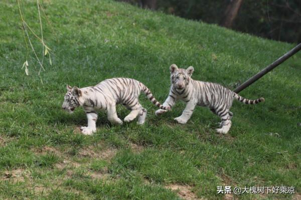 北京野生動物園的小老虎太萌、太可愛