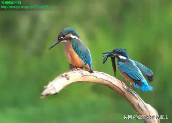 分享——比翼鳥