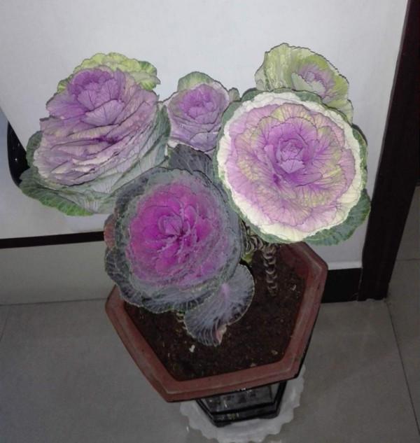 入了秋天，北方有1種花，長得比在南方好，你見過嗎