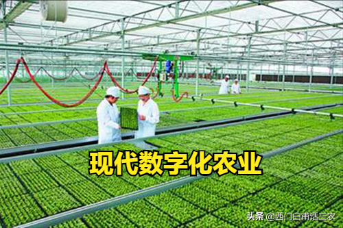 江蘇農民陳大爺1人管理1400多畝稻田,快看看他是怎麼做到的? 江蘇農民陳大爺1人管理1400多畝稻田,快看看他是怎麼做到的?