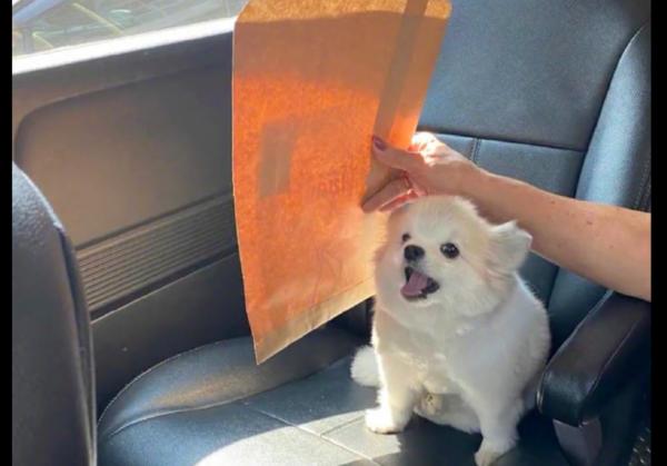 奶奶怕太陽曬到狗狗,還要幫它遮陽光,狗:我有人寵,你有嗎? 奶奶怕太陽曬到狗狗,還要幫它遮陽光,狗:我有人寵,你有嗎?