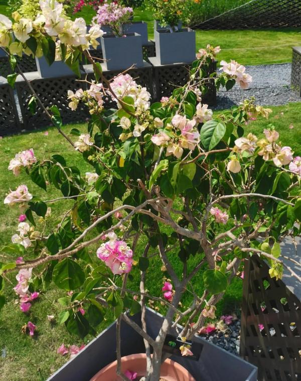 觀賞精品杜鵑 觀賞精品杜鵑