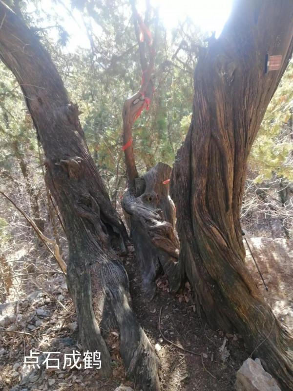 &dollar;&period;006&period;頂遊五峰山