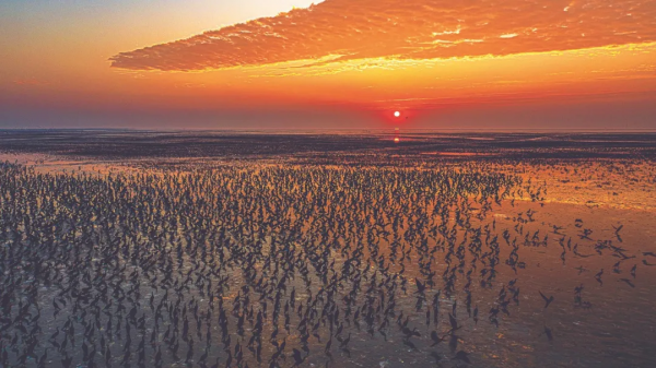 林草科普|黃河口溼地:“鳥類國際機場” 林草科普|黃河口溼地:“鳥類國際機場”