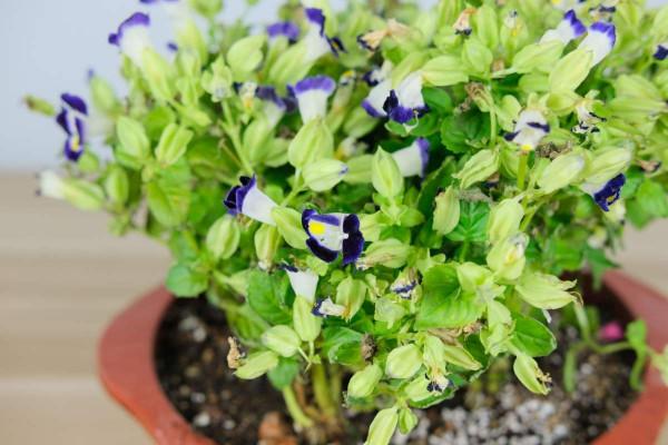 天氣太熱養不活花？試一試3種花！好看好養還耐熱