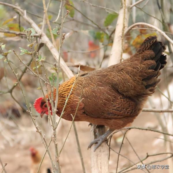 農村這個優良土雞品種,肉細味鮮,前景可觀,是廣西四大名雞之一 農村這個優良土雞品種,肉細味鮮,前景可觀,是廣西四大名雞之一