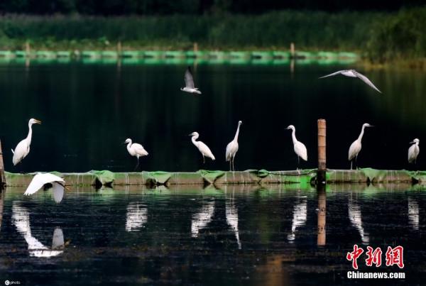 萬物共榮 華夏之美 萬物共榮 華夏之美