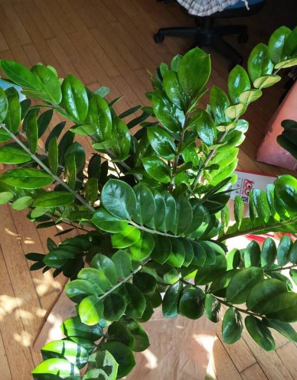 10種&OpenCurlyDoubleQuote;漂亮花&rdquo;，客廳不見光，一樣長爆盆，大氣又漂亮