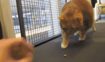 40斤肥貓用3年瘦成動物界“模特”,全網震驚:我還不如貓勵志 40斤肥貓用3年瘦成動物界“模特”,全網震驚:我還不如貓勵志